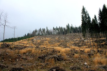 Forest after windthrow 