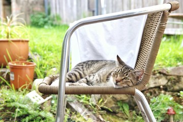 drowsy cute cat