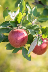 red apples hanging on the branch