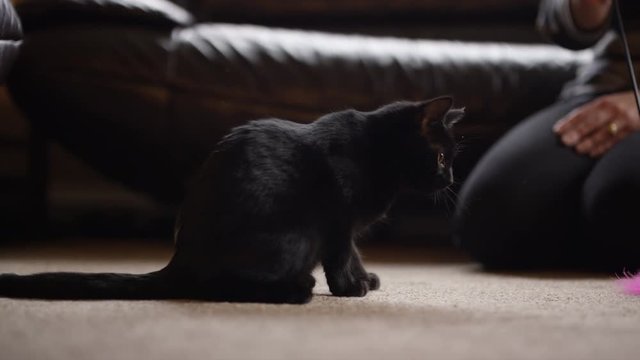  Young woman playing with cute black kitten at home