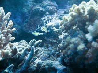 Fototapeta na wymiar Unterwasser Ägypten