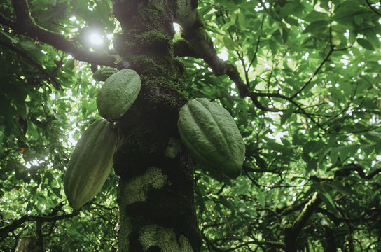 Chocolate making process; green cocoa beans growing on the tree