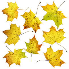 Set of many colorful autumn fall maple leaves, isolated on white background.