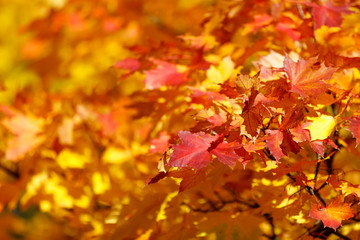 Orange autumn leaves background with very shallow focus