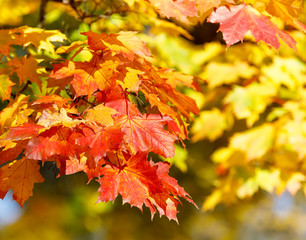 Orange autumn leaves background with very shallow focus