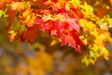 Naklejka na ściany i meble Orange autumn leaves background with very shallow focus