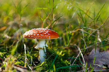 mushroom commonly known as the fly agaric or fly amanita