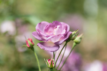 Purple roses flower blossom in a garden,decoration flowers