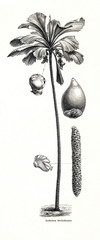 Fototapeta premium Sea coconut (Lodoicea maldivica) (from Meyers Lexikon, 1896, 13/442/443)