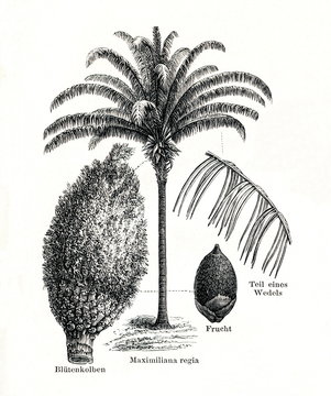 Maripa palm (Attalea maripa) (from Meyers Lexikon, 1896, 13/442/443)