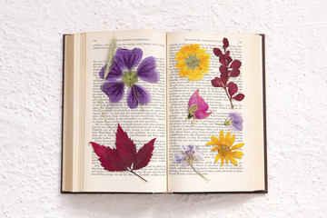 getrocknete Blumen in altem Buch (Goethe)