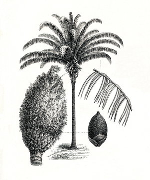 Maripa palm (Attalea maripa) (from Meyers Lexikon, 1896, 13/442/443)