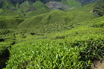 Fototapeta na wymiar the tea plantation at Cameron Highlands, Malaysia