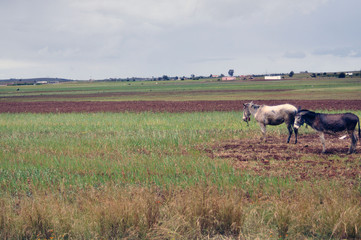 Marruecos