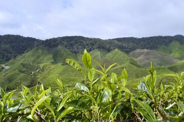 Fototapeta na wymiar the tea plantation at Cameron Highlands, Malaysia