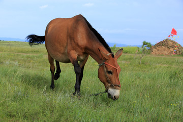 Fototapeta na wymiar The horse in the grasslands