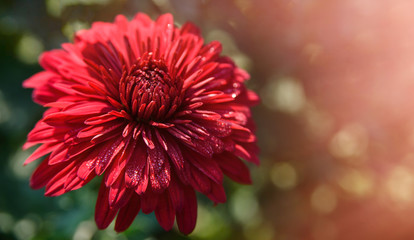 Red chrysanthemum flowers in garden. Autumn background with copy space. Selective focus