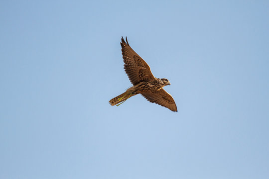 Halcón Sacre en vuelo. Falco cherrug. Cetrería.