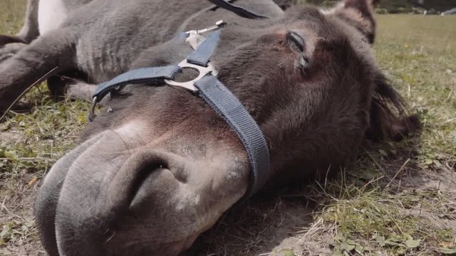 Detail of donkey sleeping and flies bothering flying around