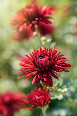 Red chrysanthemum flowers in garden. Autumn background with copy space. Selective focus