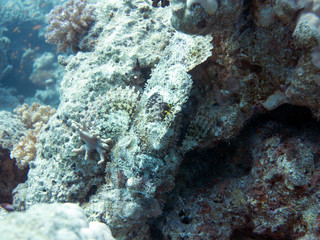 Unterwasser Ägypten