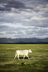 Fototapeta premium Cattle in Thailand