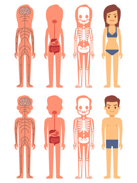 Male and female skeleton, digestive and nervous systems