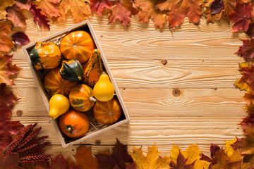 opened box with pumpkins on wooden background decorated by  fallen leaves, top view