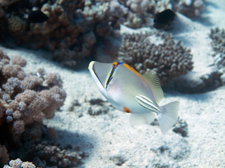 Unterwasser Ägypten