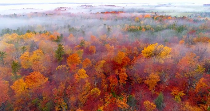 Moving aerial view of enchanted foggy forest of Autumn colors.
