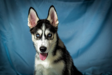 breed dog husky puppies husky, dog is man's best friend, dog on your calendars