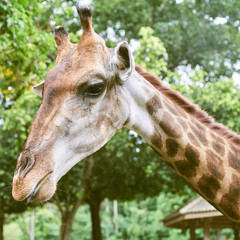 headshot giraffe in zoo