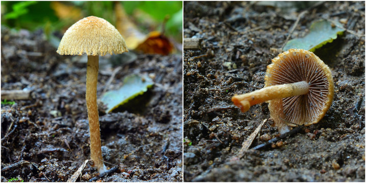 lacrymaria pyrotricha mushroom