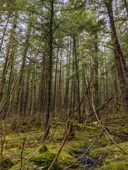 Douglas Island Forest