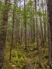 Douglas Island Forest