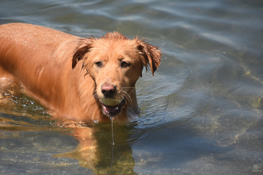 Playful scotty puppy in the water with a ball