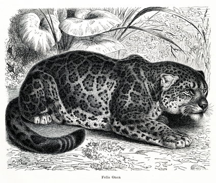 Jaguar (Panthera onca) (from Meyers Lexikon, 1896, 13/466/467)