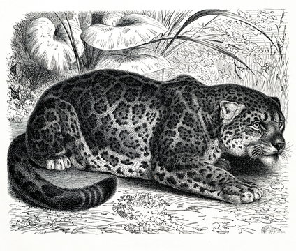 Jaguar (Panthera onca) (from Meyers Lexikon, 1896, 13/466/467)