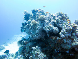 Unterwasser Ägypten