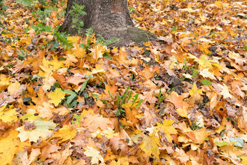 background texture of yellow leaves autumn leaf background