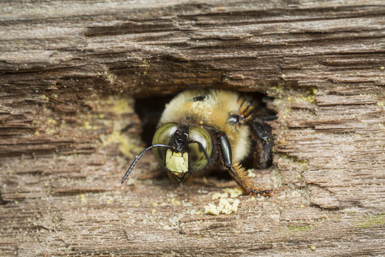 A carpenter bee emerging from its nest borrow in a piece of wood
