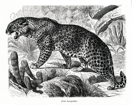 Leopard (Panthera pardus) (from Meyers Lexikon, 1896, 13/466/467)