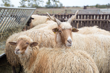 Racka Shape of Hungary