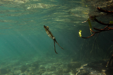 Photo sous-marine d'un calamar