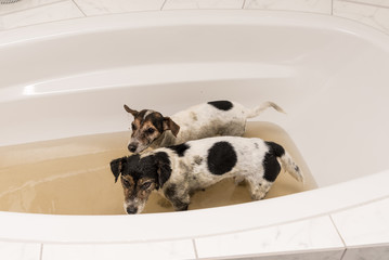 Jack Russell - two dirty dogs standing in the bathtub