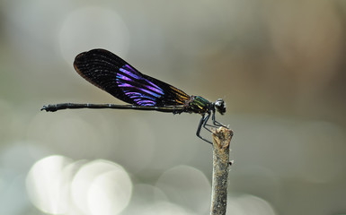 demoiselle,Damselflies