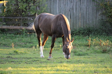 pferd auf der weide