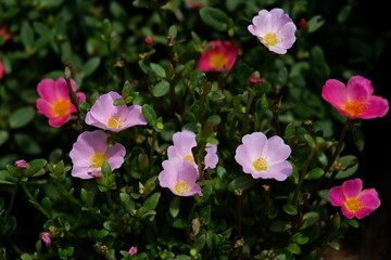 Freshly colored flowers are blossoming in the garden,Bangkok, Thailand.