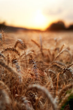 Wheat field
