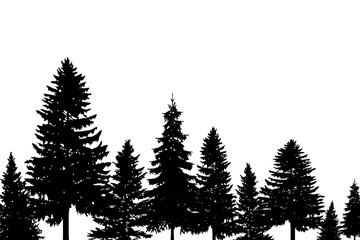 Pine silhouette, fir tree forest background
